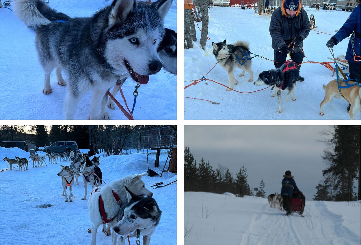 Collage Hundeschlitten