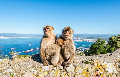 Affen sitzen auf einer Mauer in Gibraltar