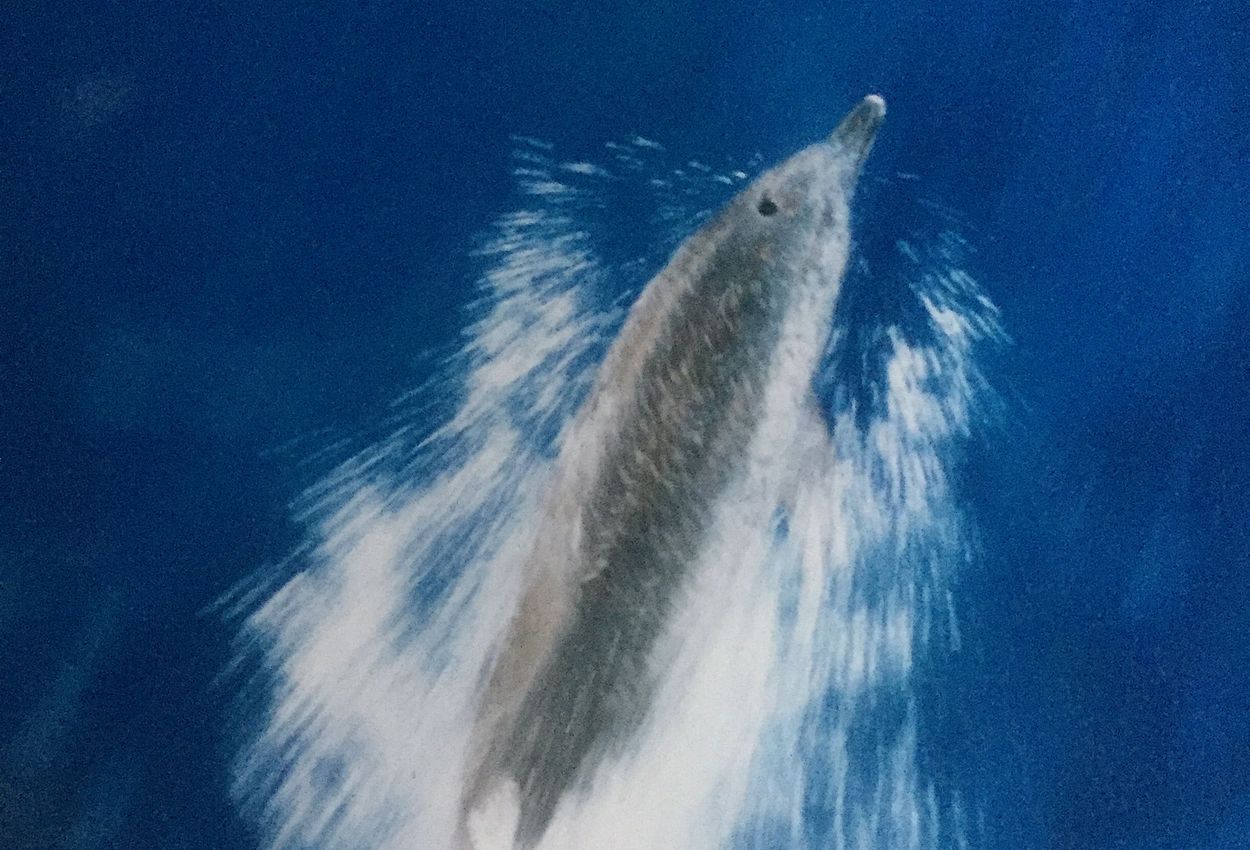 Den Delfinen ganz nah