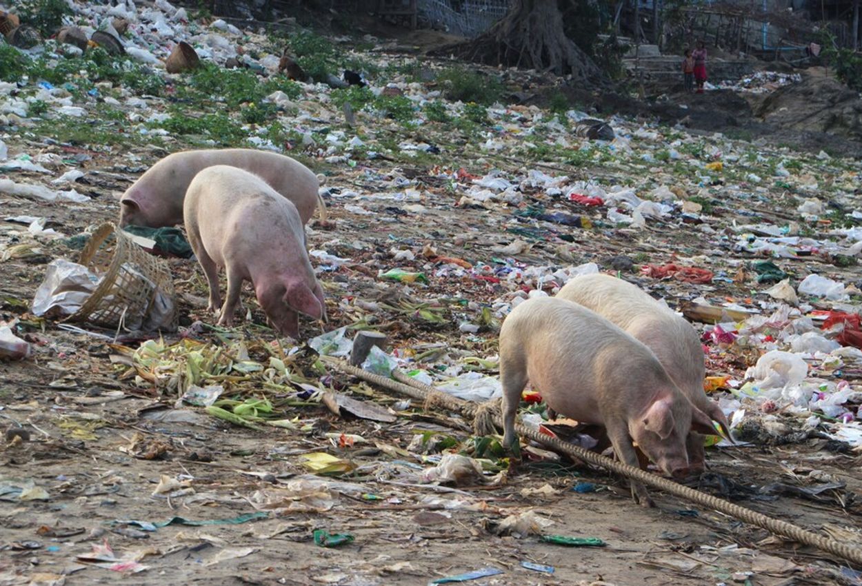 Schweine im Müll