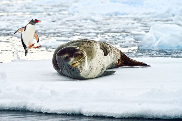 Q:\Destinationen\Antarktis\Leopard Seal AdobeStock_94501579©fotodeandre_MIO.jpeg
