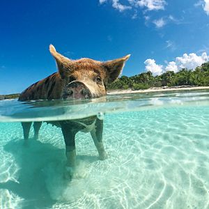 Bahamas Karibik