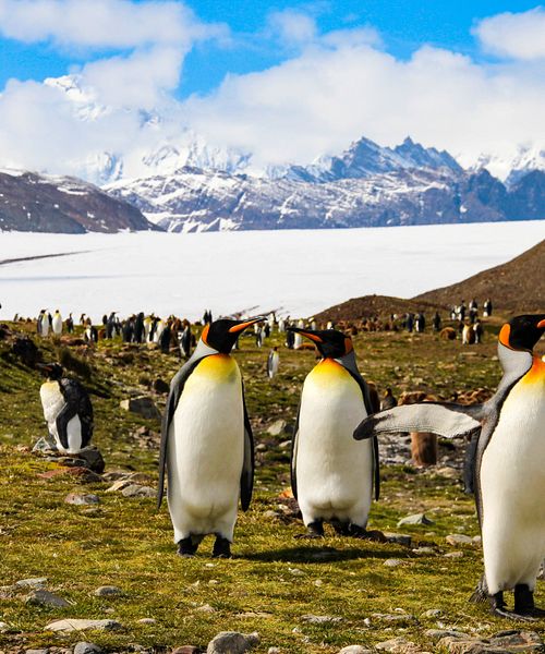 Königspinguine, Fortuna Bay, South Georgia, Antarktis