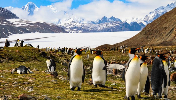 Königspinguine, Fortuna Bay, South Georgia, Antarktis