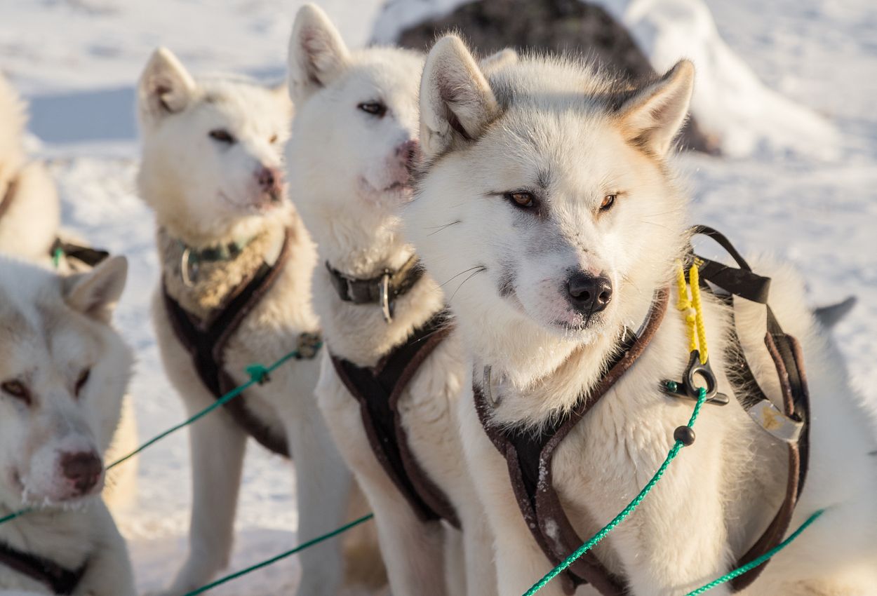 Schlittenhunde in Grönland