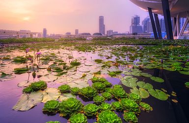 Seerosen in Singapur