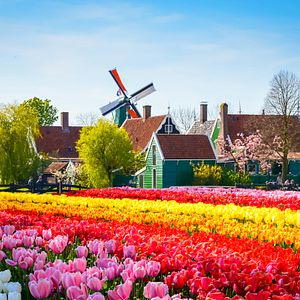Tulpenfeld vor Windmühlen Zaanse Schans_AdobeStock_126326686 0® Olena Z_abo