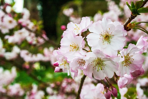 Q:\Destinationen\Italien\Rom\giardini di Ninfa_Frühling_AdobeStock_336745747© Stefano Cappelletti_abo.jpeg