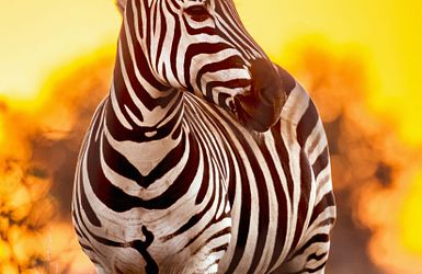 Zebras im Kruger Nationalpark