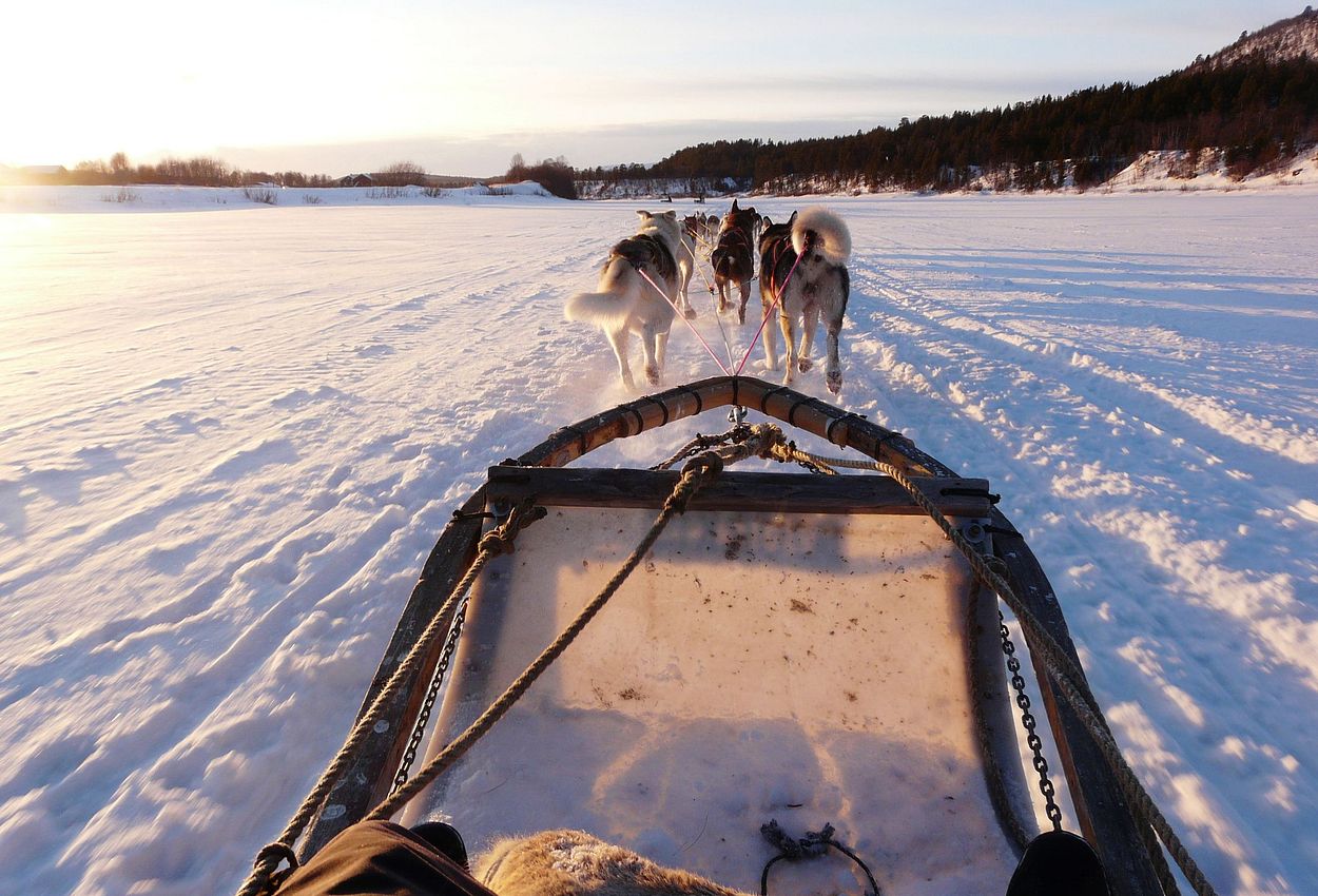 Schlittenfahrt mit Hunden Lappland