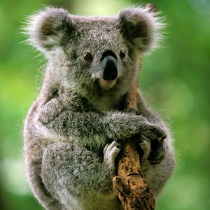 Koala Australien 