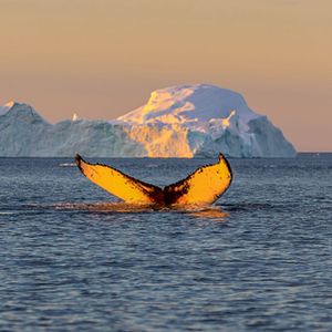 Grönland nahe Narsarsueq