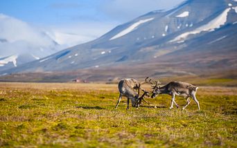 norwegen mit spitzbergen & lofoten