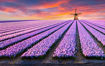 flussreisen zur tulpenblüte