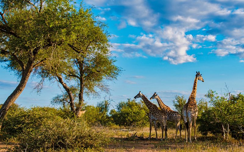 weltenbummler kapverden, südafrika & mauritius