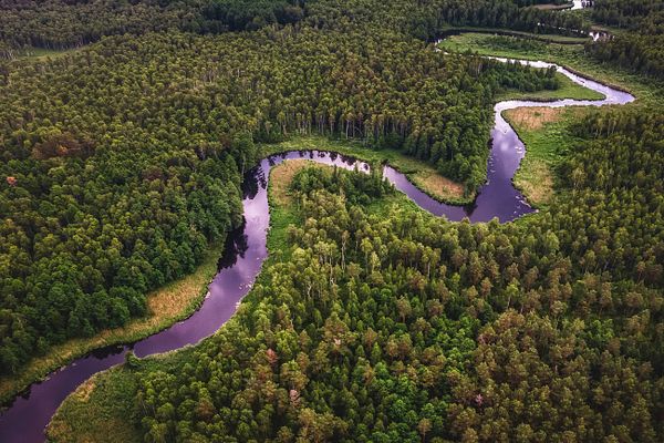 Fluss zieht sich durch den Wald