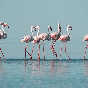 Curacao Willemstad Dominikanische Republik