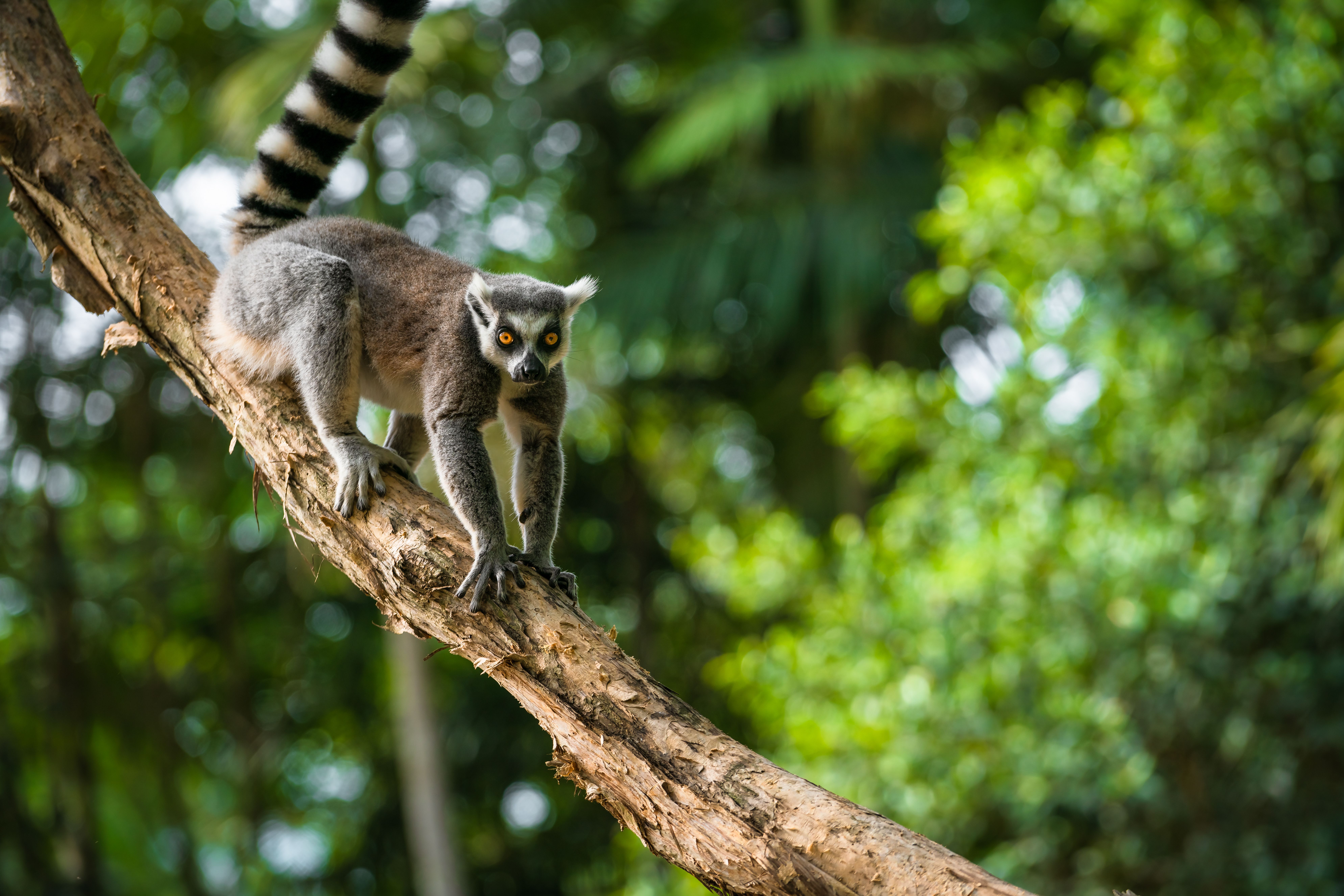Madagaskar