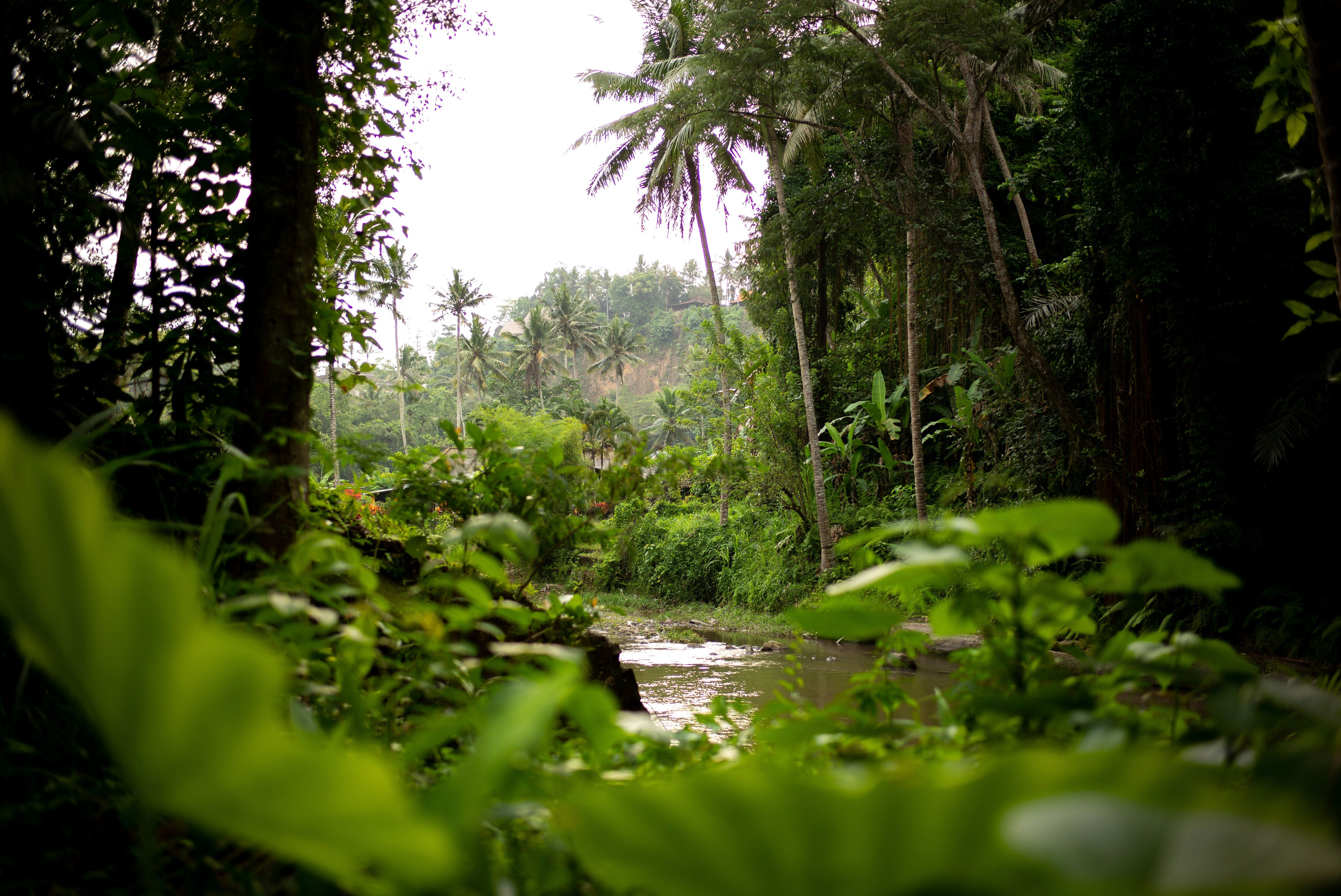 Amazonas