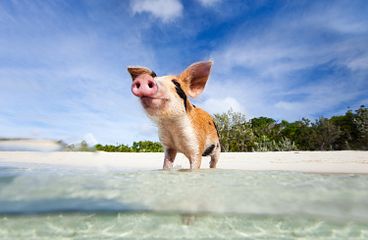 Bahamas