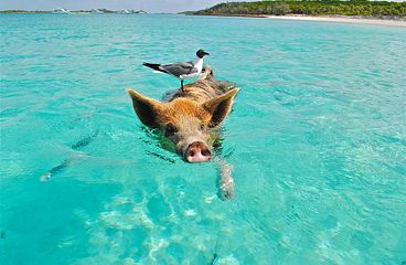 Bahamas Kreuzfahrten