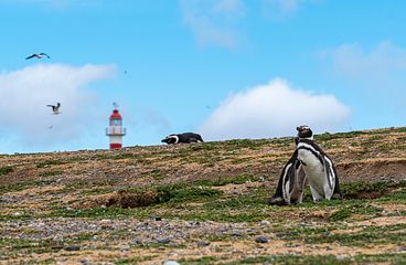 Punta Arenas Kreuzfahrten