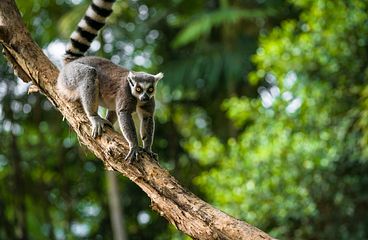 Madagaskar Kreuzfahrten