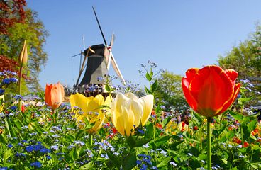 Niederlande Kreuzfahrten