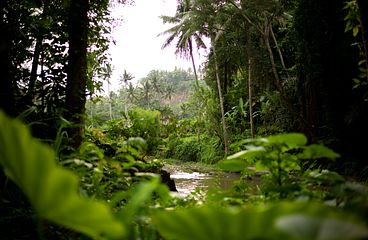 Amazonas