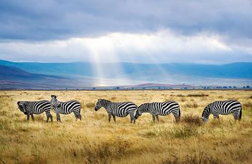 Afrika