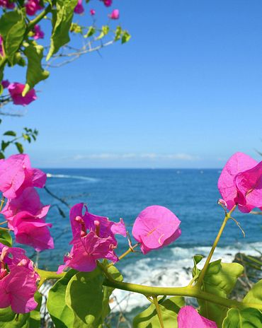 Blumen auf den Kanarischen Inseln