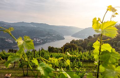 Q:\Destinationen\Portugal\Festland\Douro\Dourotal_AdobeStock_504341913 © Paulo Resende_abo.jpeg