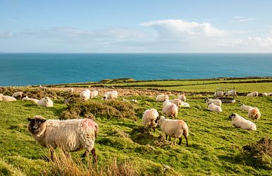 Q:\Destinationen\Irland\Schafe\Schafe_Irland_AdobeStock_254917264©Fabiano_abo.jpeg