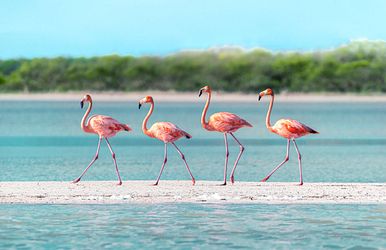 Vier Flamingos auf einer Sandbank