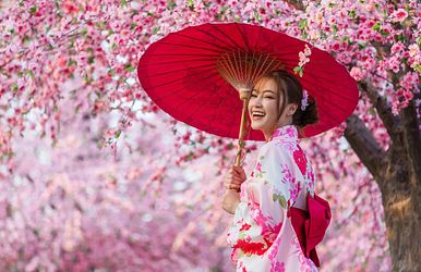 Kirschblüte in Japan
