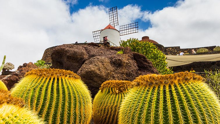 Lanzarote_Kaktusgarten_AdobeStock_175273704 © walipix_abo