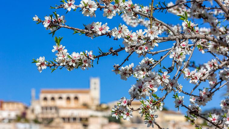 Mallorca Mandelblüte