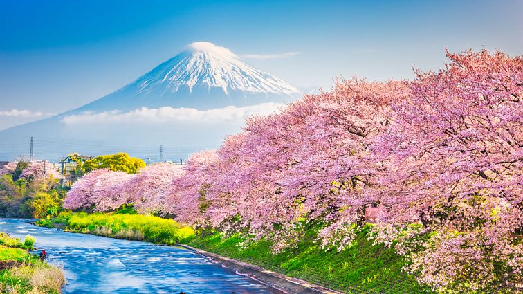 Mount Fuji Kirschblüte Japan