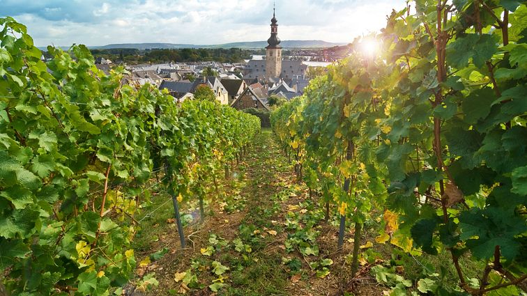 Blick auf Rüdesheim_AdobeStock_64557503_L © andrewburgess_mio