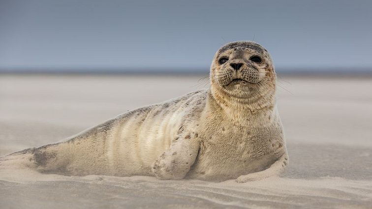 Robbe Strand Nordsee