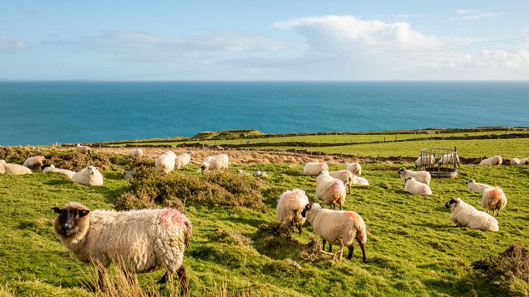 Schafe in Irland