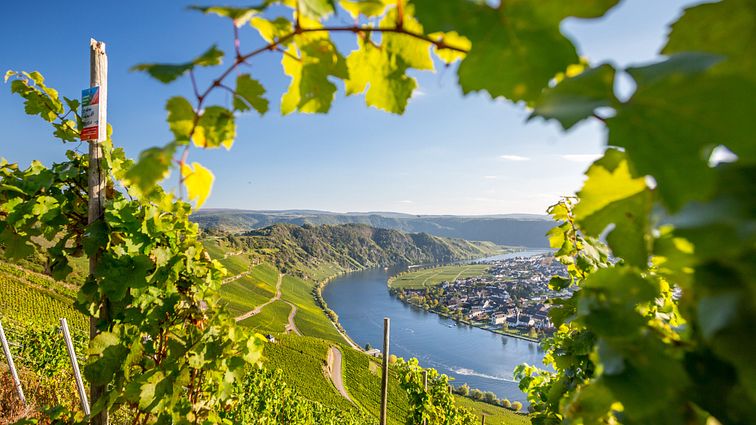 Mosel_AdobeStock_100170164©mh90photo
