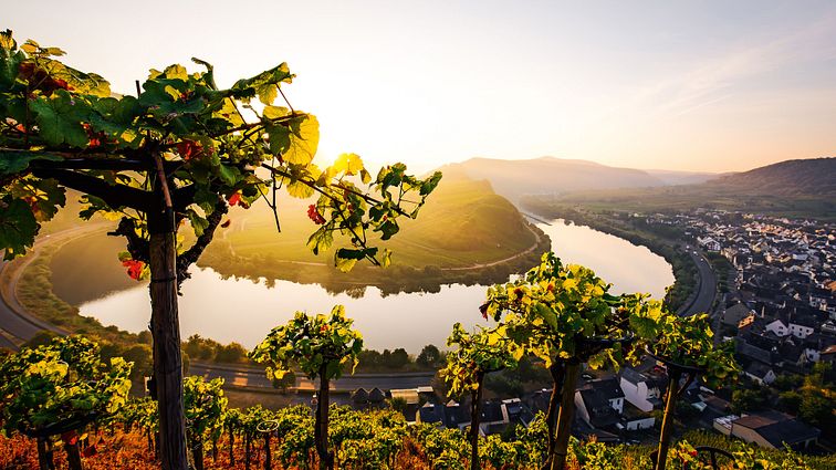 MOSEL FLUSSTAL WEINBERGE