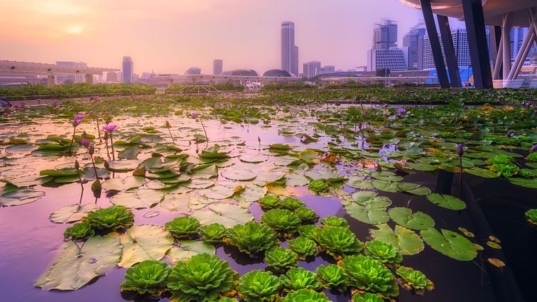 Singapur_AdobeStock_163685700 © boule1301_abo