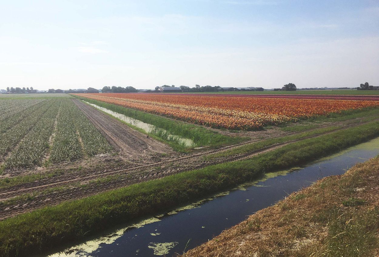 Vorbei an zauberhaft blühenden Freesien