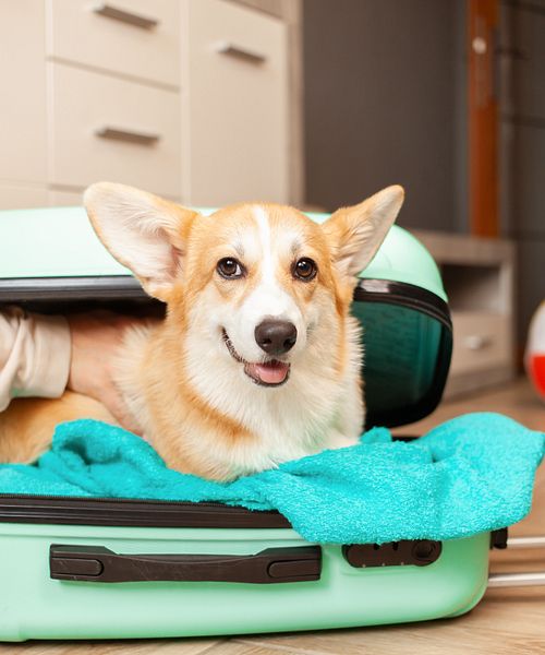 Hund in Koffer