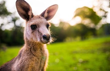 australien & neuseeland kreuzfahrten