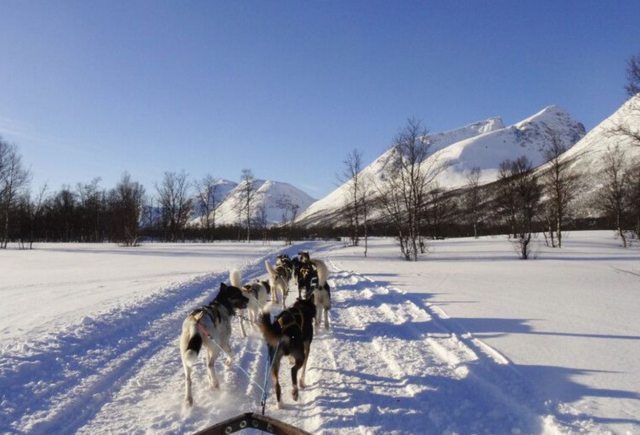 Husky-Schlittenfahrt