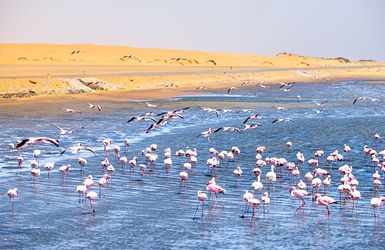 Flamingos in Walvis Bay