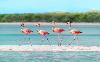 karibische inseln ab hamburg